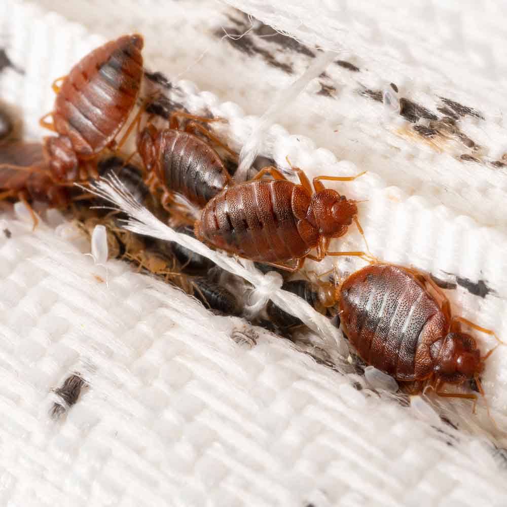 Eco-Friendly & Affordable Bed Bug Treatment Options