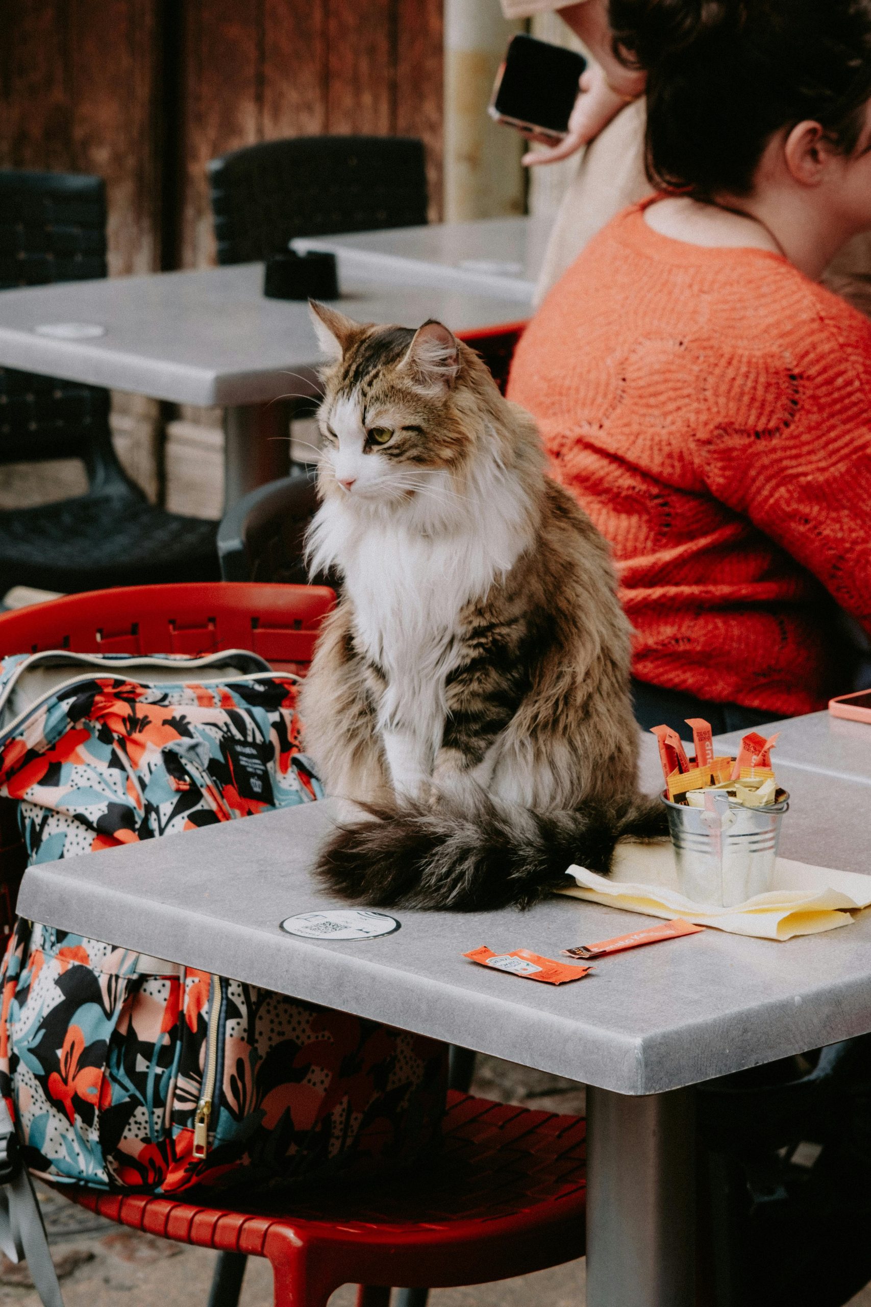 Maine Coon Kittens for Sale – Large, Friendly, and Affectionate