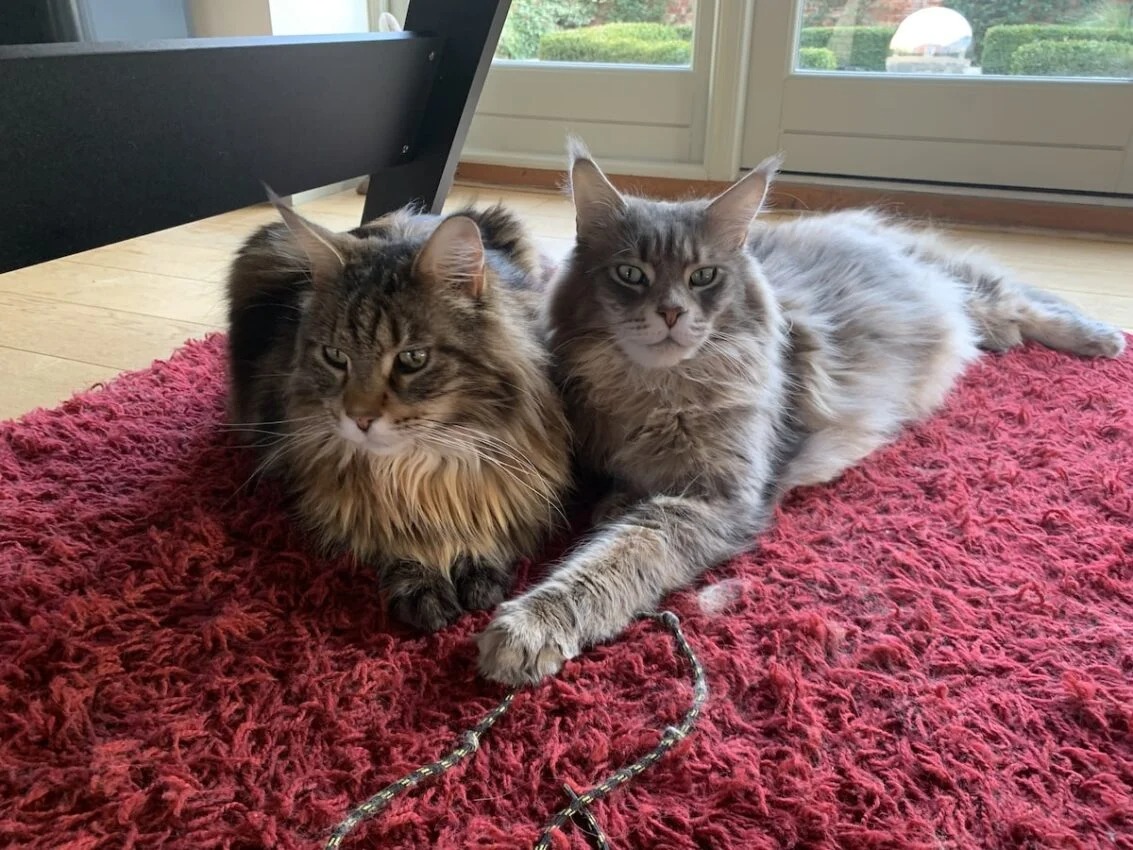 Maine Coon Kittens for Sale California – Family Raised Cats